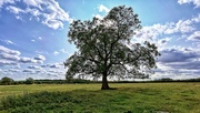 23rd Aug 2024 - Buslingthorpe Tree