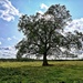 Buslingthorpe Tree by carole_sandford