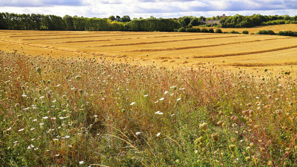 The wheat has been harvested... by neil_ge