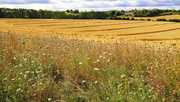 23rd Aug 2024 - The wheat has been harvested...