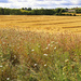 The wheat has been harvested... by neil_ge