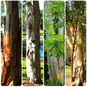 24th Aug 2024 -  Four Very Different Tree Trunks ~