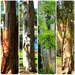  Four Very Different Tree Trunks ~ by happysnaps