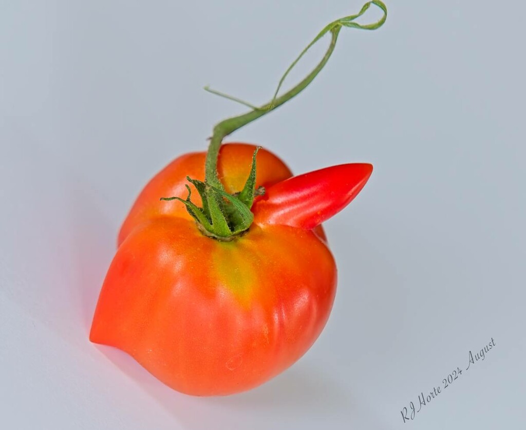 Interesting Tomato by horter