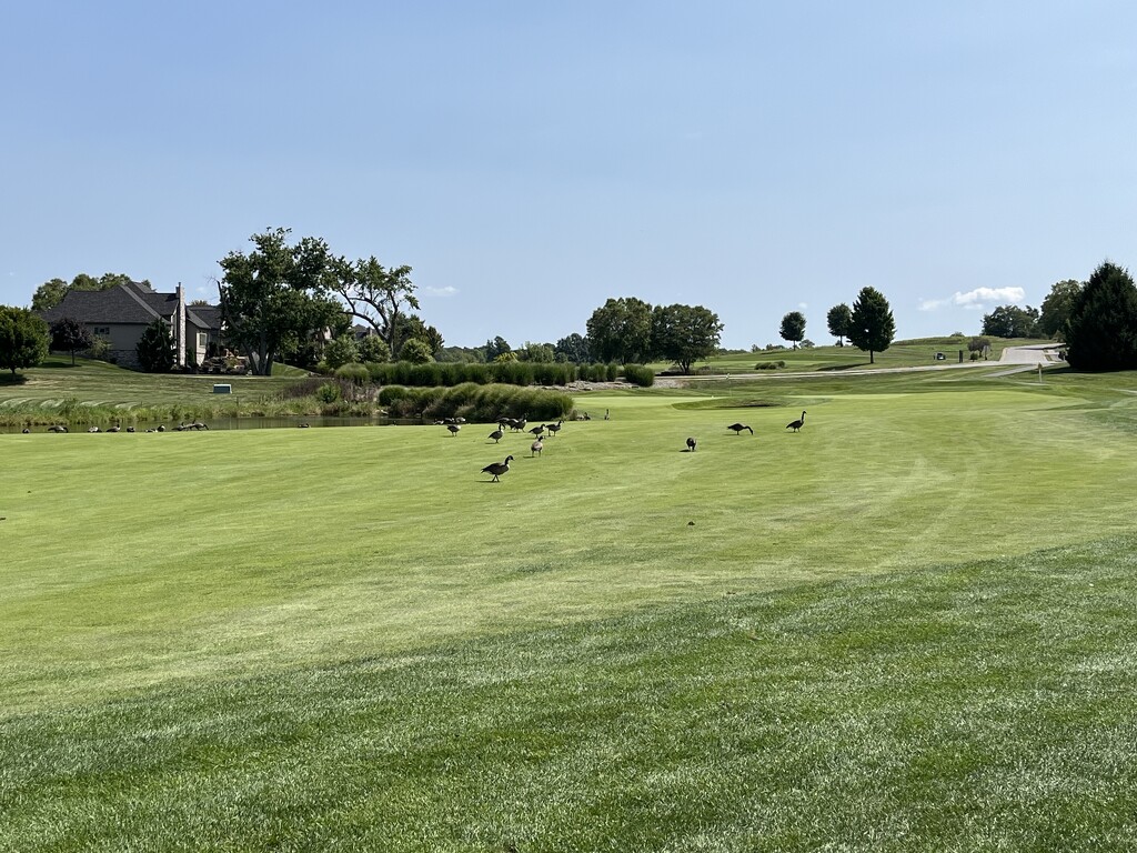 #9 at Firestone Farms Links by pej76