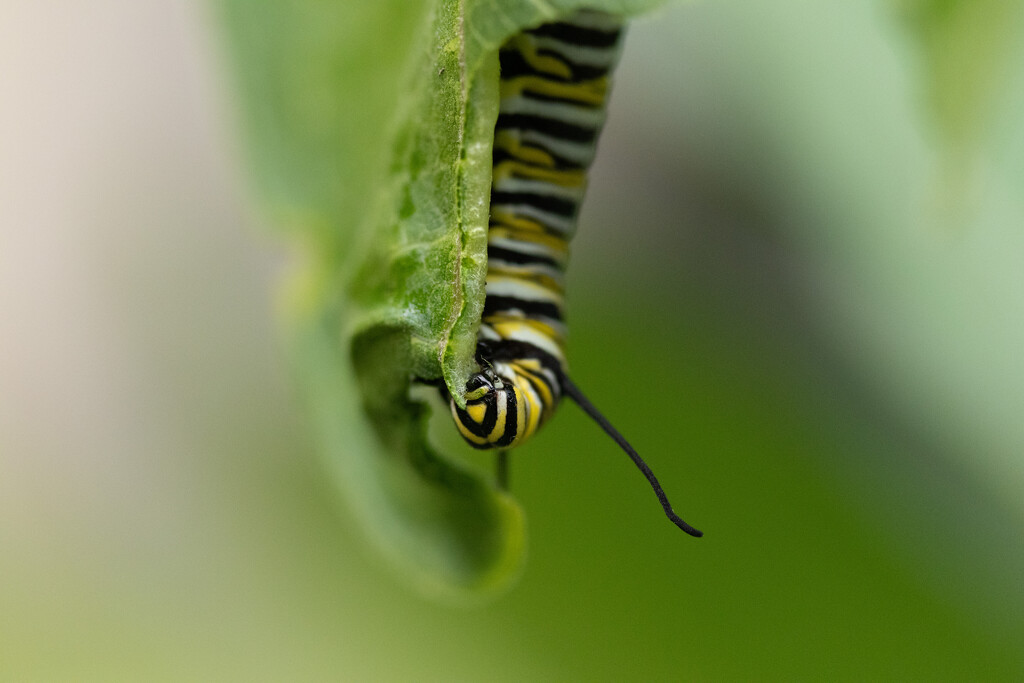 Breakfast of Monarchs by jpcaron