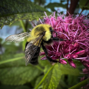 23rd Aug 2024 - Bumble Bee