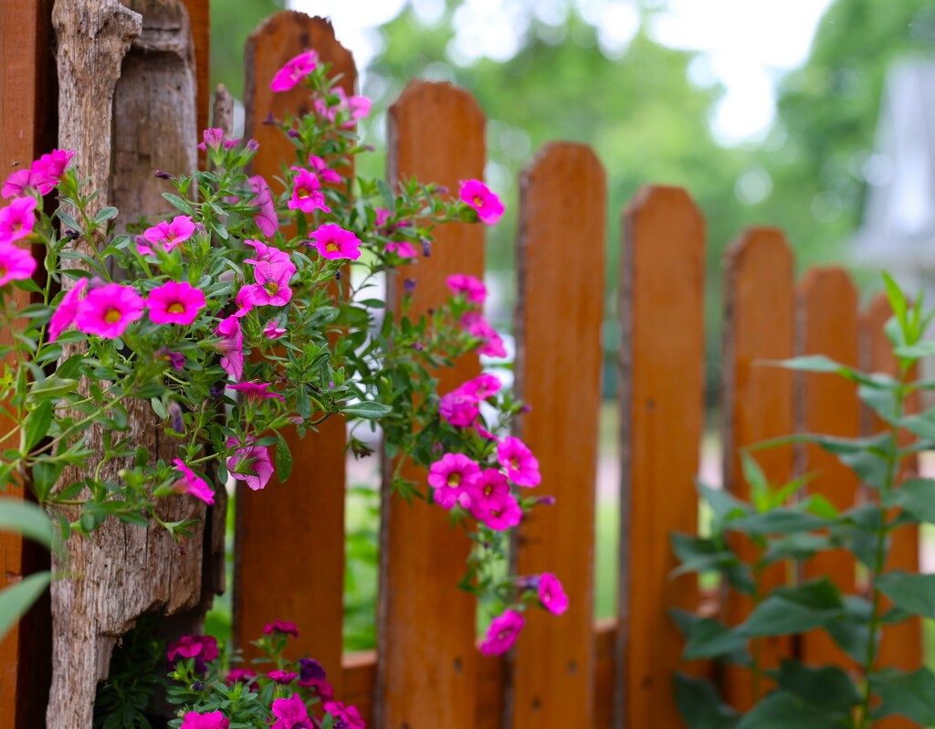 Backyard Fence by lynnz