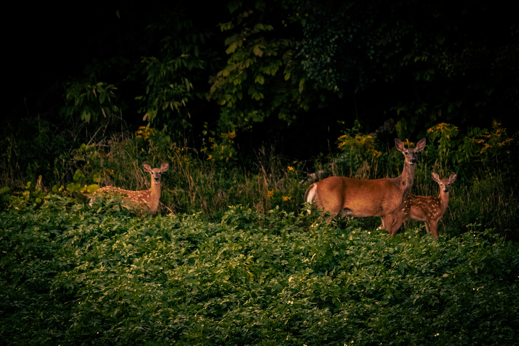 Hello there, deer :) by kim86