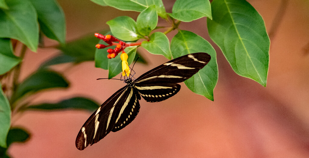 Zebra Longwing Butterfly! by rickster549