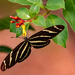 Zebra Longwing Butterfly! by rickster549