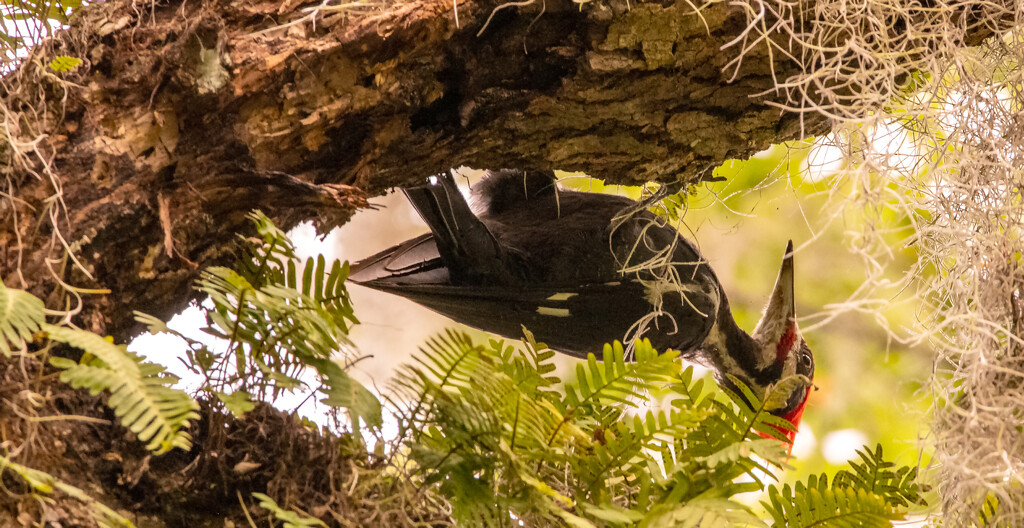 Upside Down Pileated Woodpecker! by rickster549