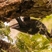 Upside Down Pileated Woodpecker! by rickster549