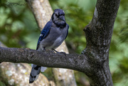 23rd Aug 2024 - Blue Jay