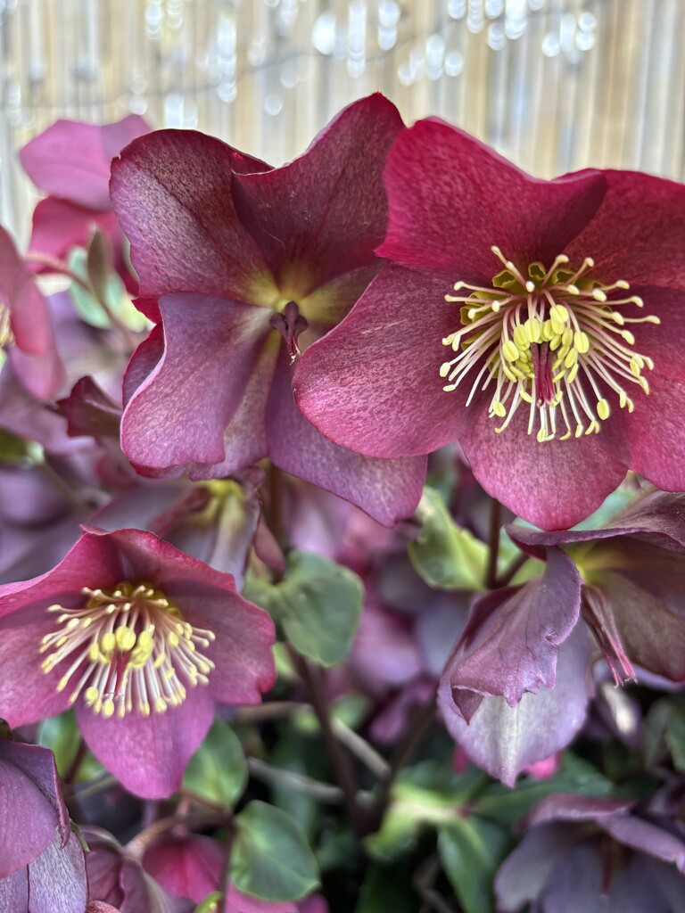 Hellebores  by tippy