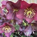 Hellebores 