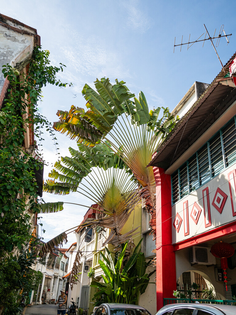 Giant Fan Palms by ianjb21