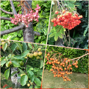 23rd Aug 2024 - Rowan Berries & Crab Apples 