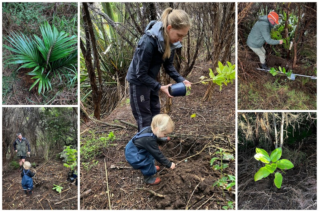 Canopy planting by dide