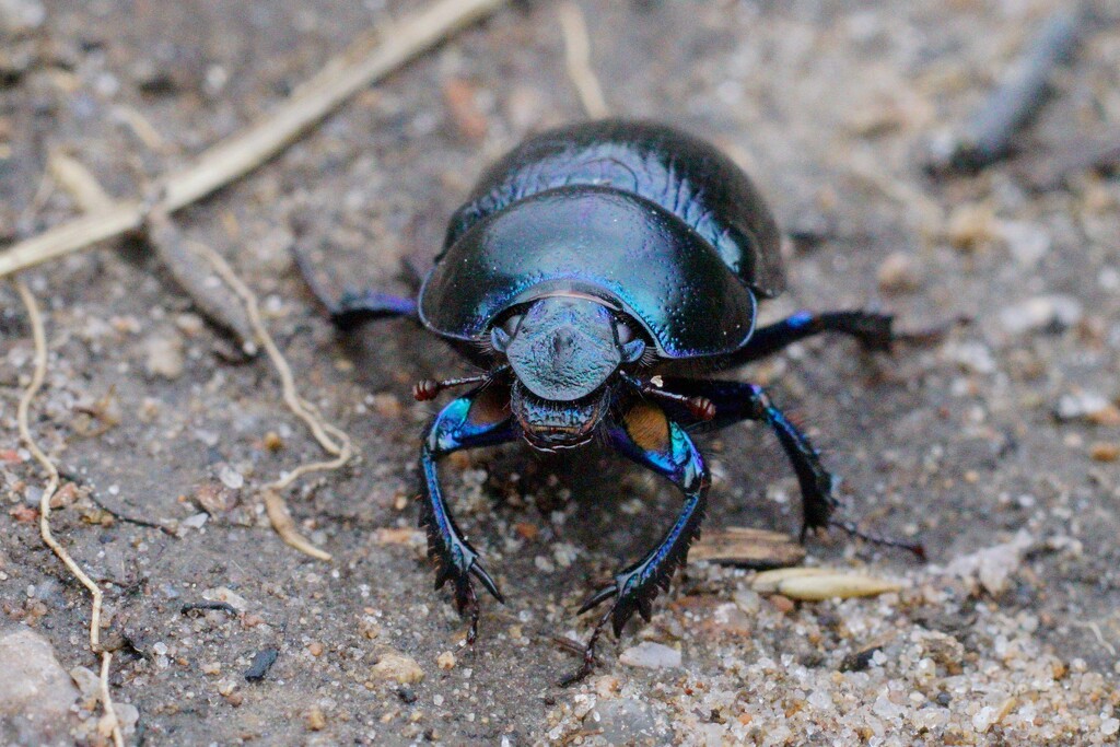 DOR BEETLE by markp