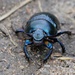 DOR BEETLE