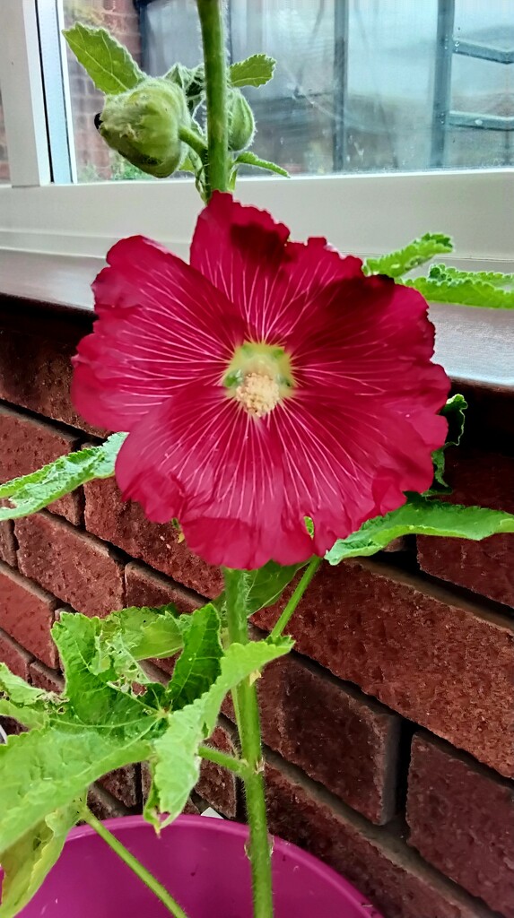 A Hollyhock flower.  by grace55