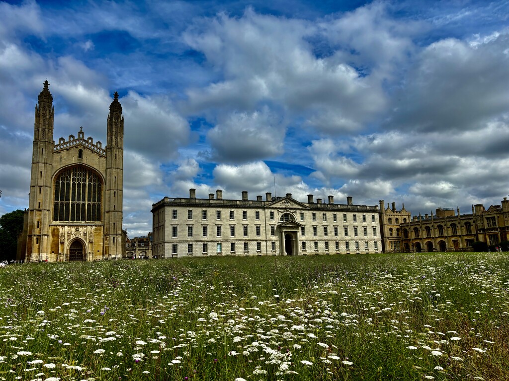 Cambridge wildflower meadow by lizgooster