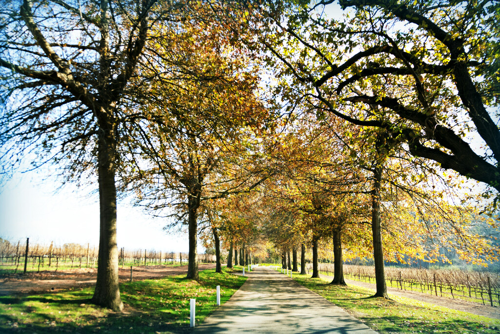 Tree lined exit by ludwigsdiana