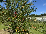 24th Aug 2024 - Apple tree