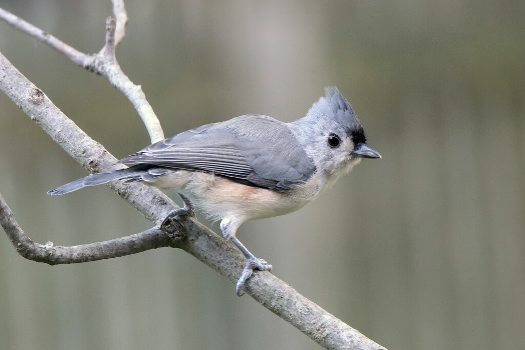 Tufted Titmouse by lsquared