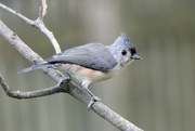 23rd Aug 2024 - Tufted Titmouse