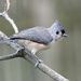 Tufted Titmouse by lsquared