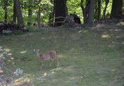 24th Aug 2024 - Fawn