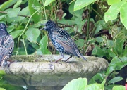 24th Aug 2024 - Get outta my bath !