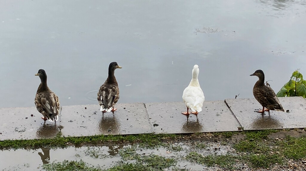 Got my ducks in a row..... by 365anne