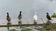 24th Aug 2024 - Got my ducks in a row.....