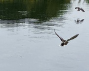 22nd Aug 2024 - Ducks in flight