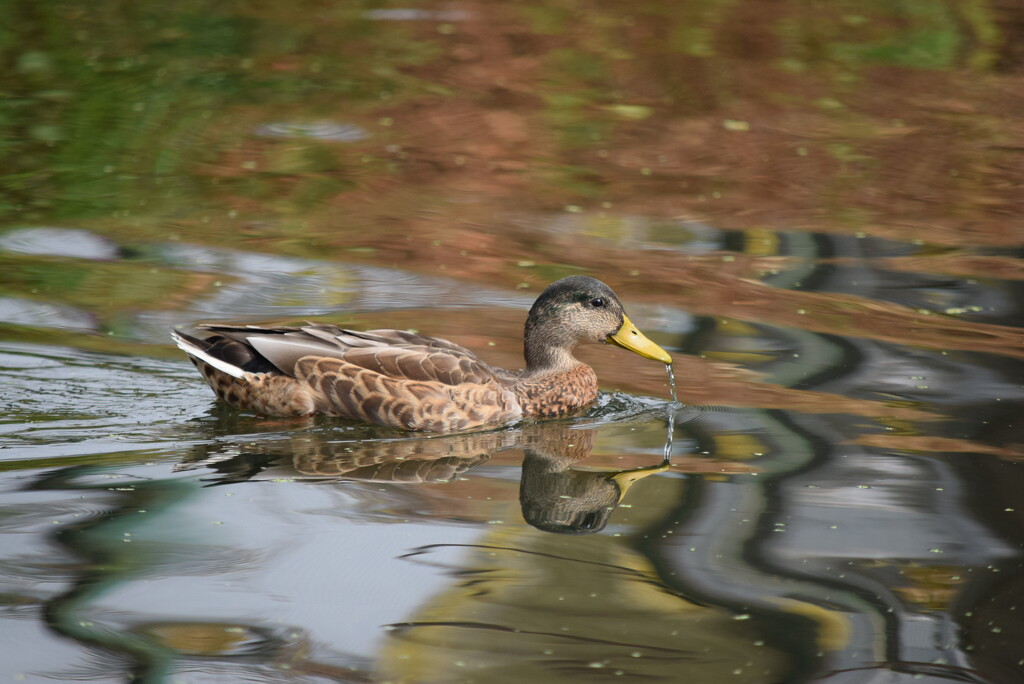 Dribbley Duck  by dragey74