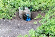 11th Aug 2024 - Nesting