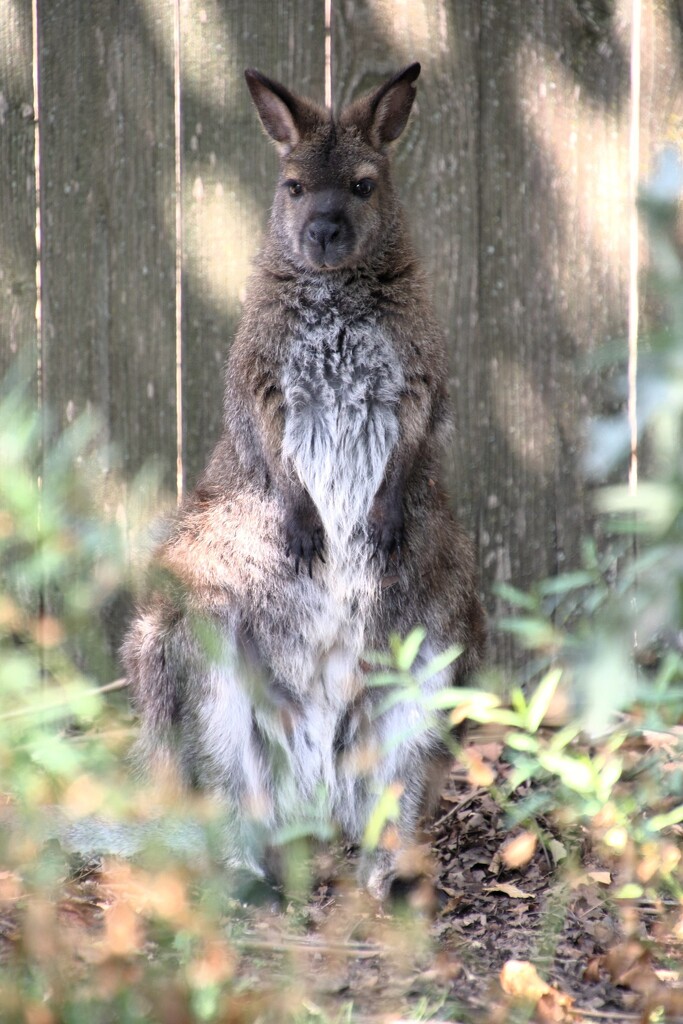 Posing Wallaby  by randy23