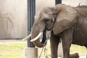 18th Aug 2024 - Eating A Stick