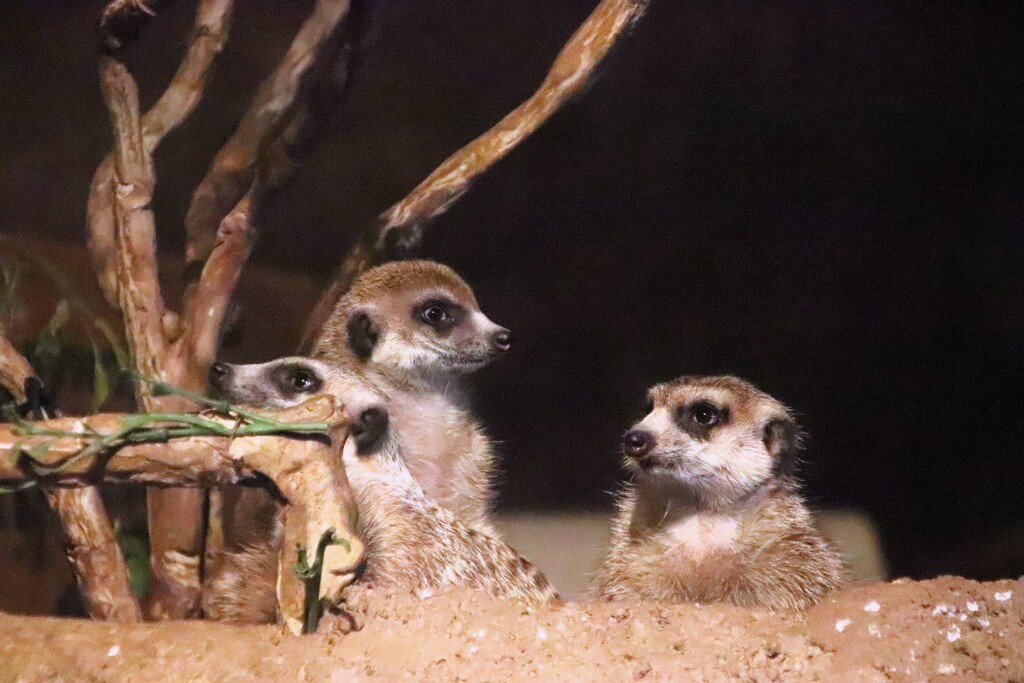 Meerkats On The Lookout by randy23