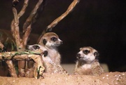 20th Aug 2024 - Meerkats On The Lookout