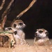 Meerkats On The Lookout by randy23