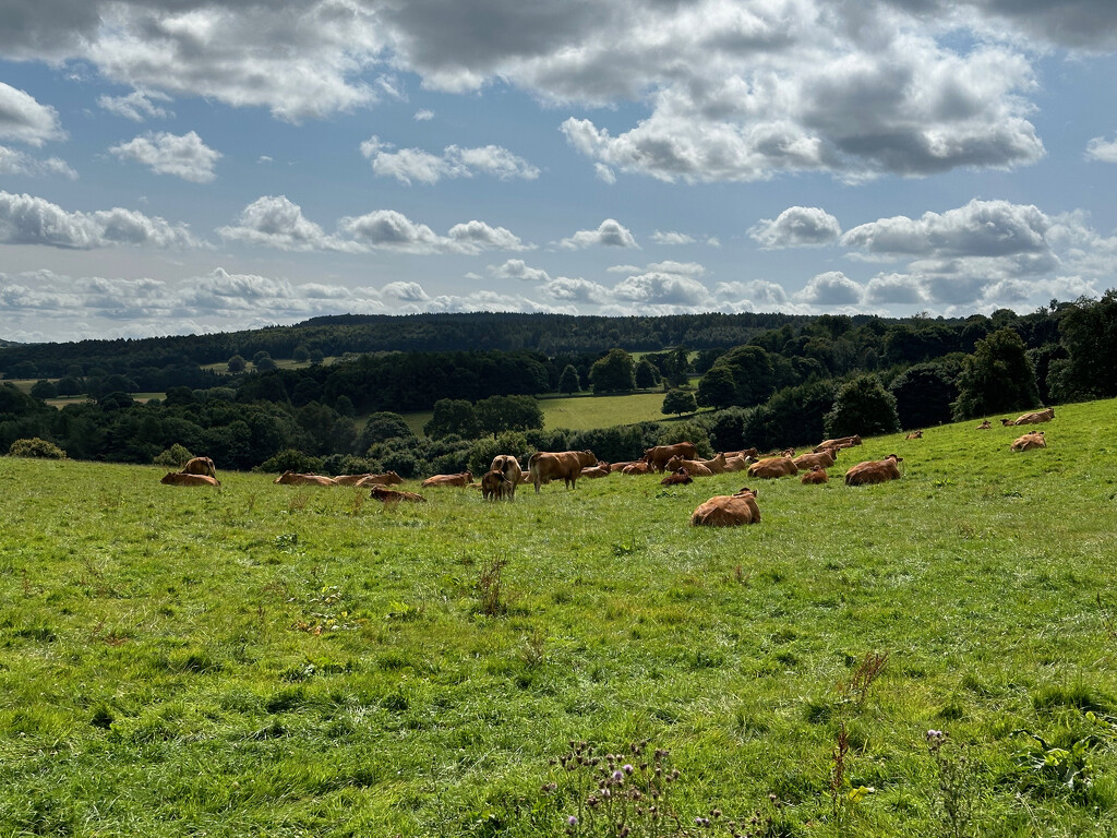 Cows Relaxing by 365projectmaxine