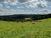 21st Aug 2024 - Cows Relaxing