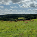 Cows Relaxing by 365projectmaxine