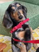 22nd Aug 2024 - Scrappy the Dachshund