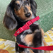 Scrappy the Dachshund by 365projectmaxine