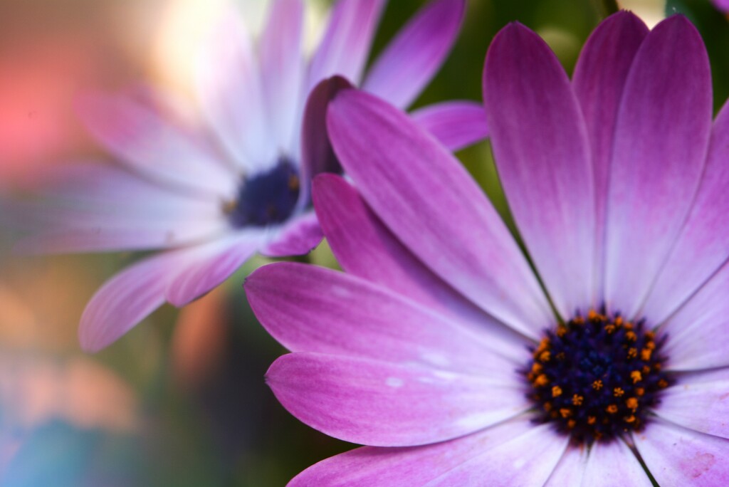 Pink daisies~~~~~ by ziggy77